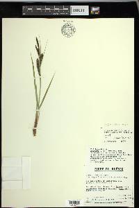 Carex vacillans image