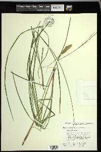 Carex vesicaria image