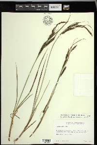 Carex vacillans image