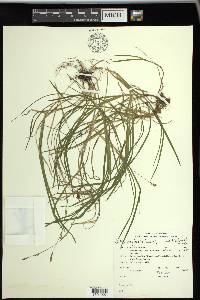 Carex vaginata image