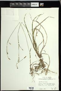 Carex vaginata image