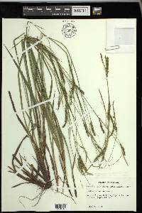 Carex venusta image