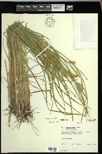 Carex vesicaria image