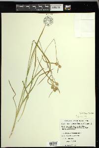 Carex viridula image