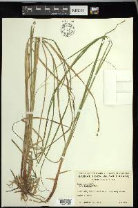 Carex vesicaria image