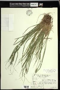 Carex virescens image