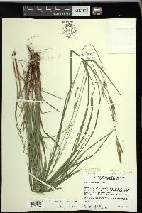 Carex virescens image