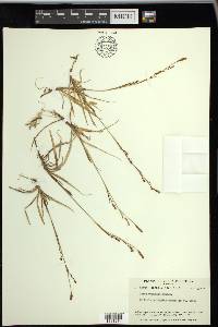 Carex vaginata image