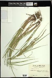 Carex vesicaria image