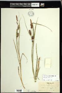 Carex vesicaria image