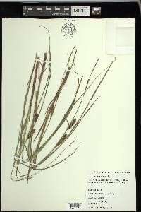 Carex vesicaria image