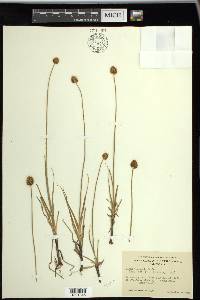 Carex vernacula image