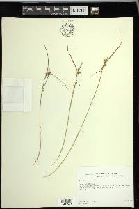 Carex viridula image