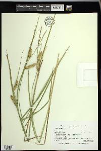 Carex vesicaria image