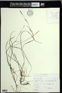 Carex vaginata image