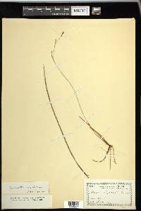 Carex vaginata image