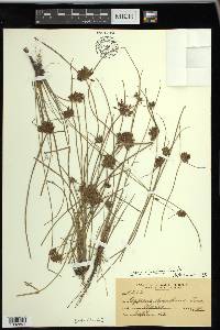 Cyperus bipartitus image