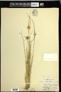 Carex viridula image