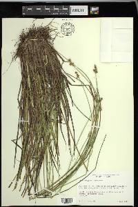 Carex wiegandii image