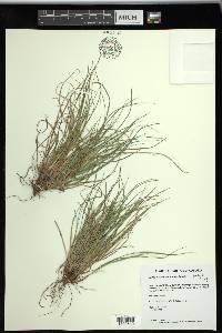 Carex tonsa image