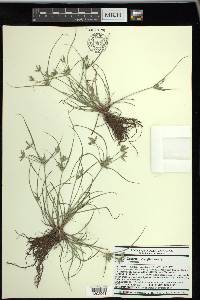 Cyperus compressus image