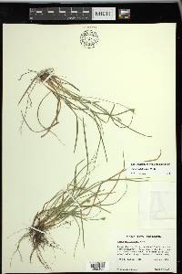 Carex willdenowii image