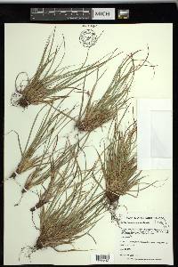 Carex tonsa image