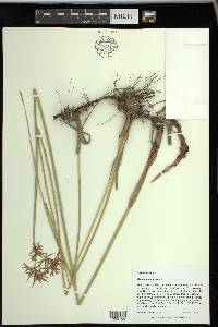 Cyperus articulatus image