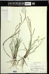 Carex woodii image