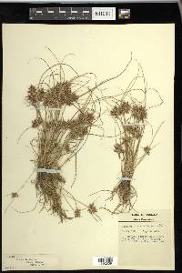 Cyperus bipartitus image