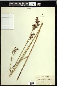 Cladium mariscoides image