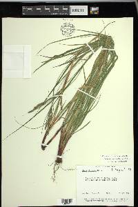 Carex virescens image