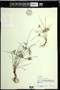 Cyperus compressus image