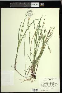 Carex woodii image