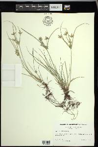 Cyperus compressus image