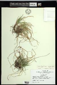 Carex tonsa image