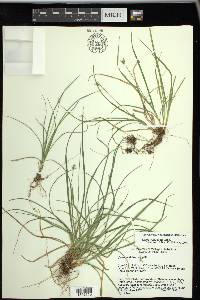 Carex willdenowii image