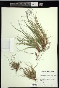 Carex tonsa var. tonsa image