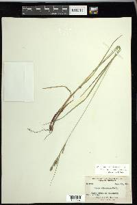 Carex virescens image