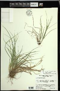 Carex willdenowii image