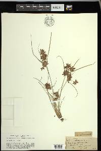 Cyperus bipartitus image