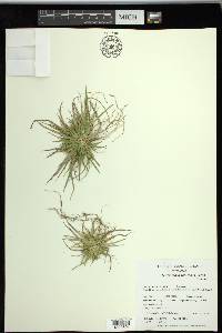 Carex tonsa image