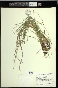 Carex woodii image