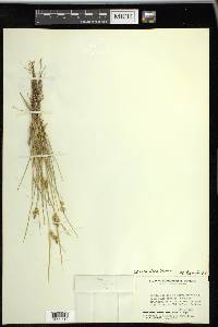 Carex viridula image