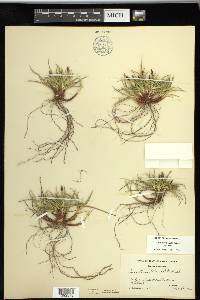 Carex tonsa image