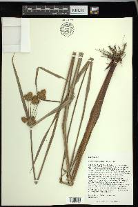 Cyperus cephalanthus image