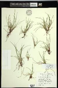 Carex tonsa image