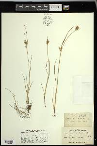 Carex viridula image