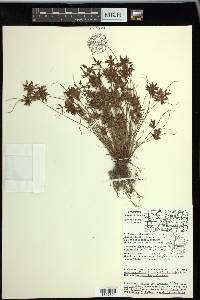 Cyperus bipartitus image