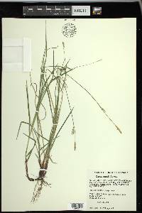 Carex woodii image